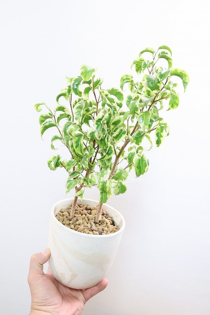 【ベンジャミン シタシオン】かわいいブラウンのラインがデザインされたPOT♪幹がしっかりとしていますが、かわいいミニサイズ！爽やかな葉っぱが素敵♪