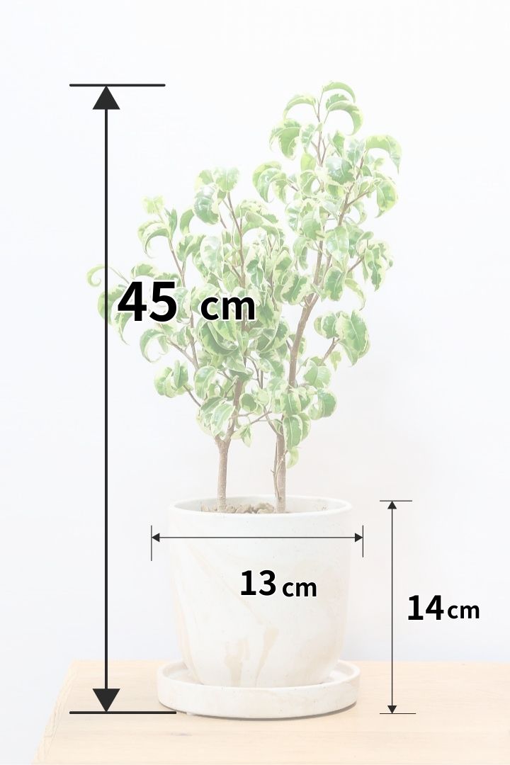 【ベンジャミン シタシオン】かわいいブラウンのラインがデザインされたPOT♪幹がしっかりとしていますが、かわいいミニサイズ！爽やかな葉っぱが素敵♪