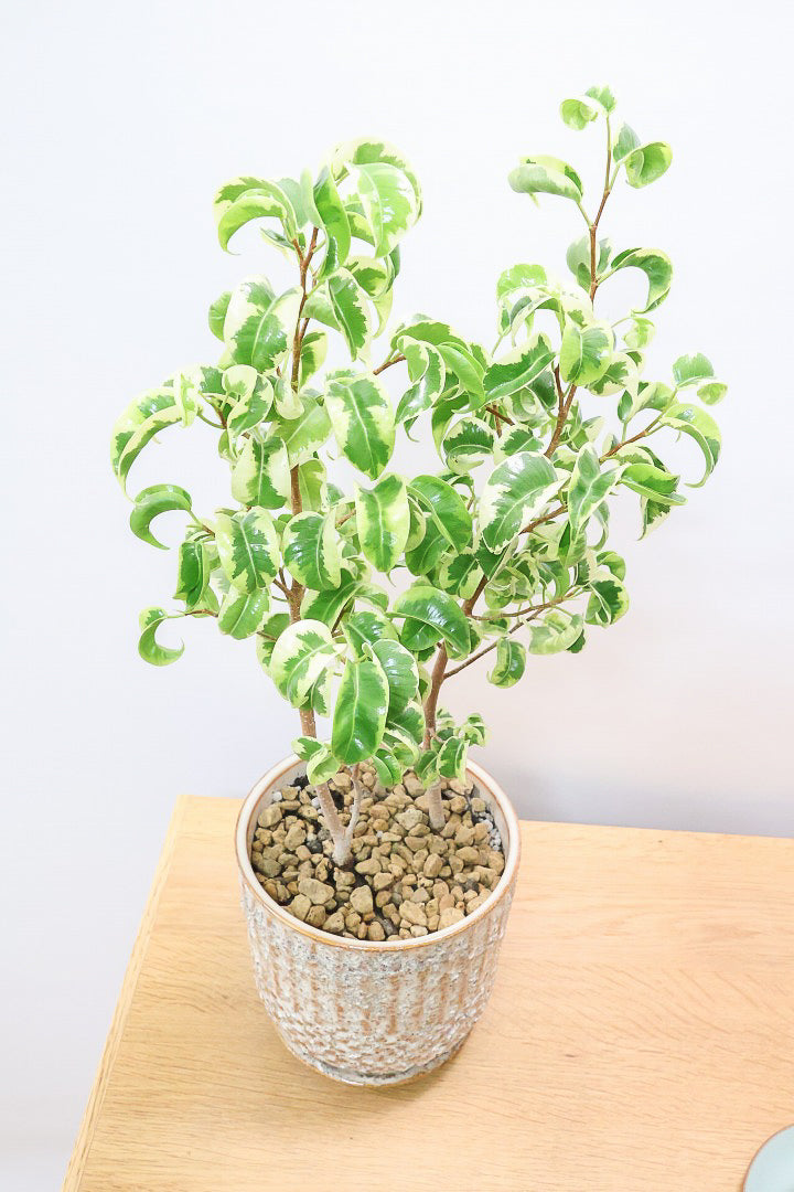 【ベンジャミン シタシオン】APEGOの推しPOT♪かわいいミニサイズなのに幹はしっかりとしています！爽やかな葉っぱが素敵♪