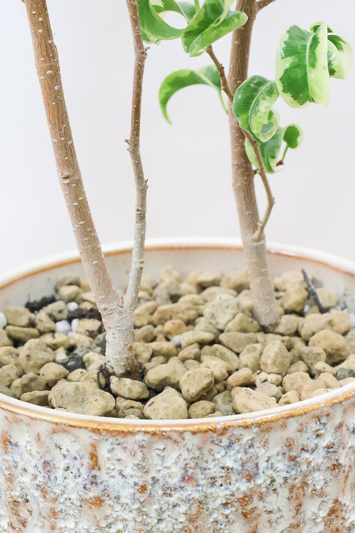 【ベンジャミン シタシオン】APEGOの推しPOT♪かわいいミニサイズなのに幹はしっかりとしています！爽やかな葉っぱが素敵♪