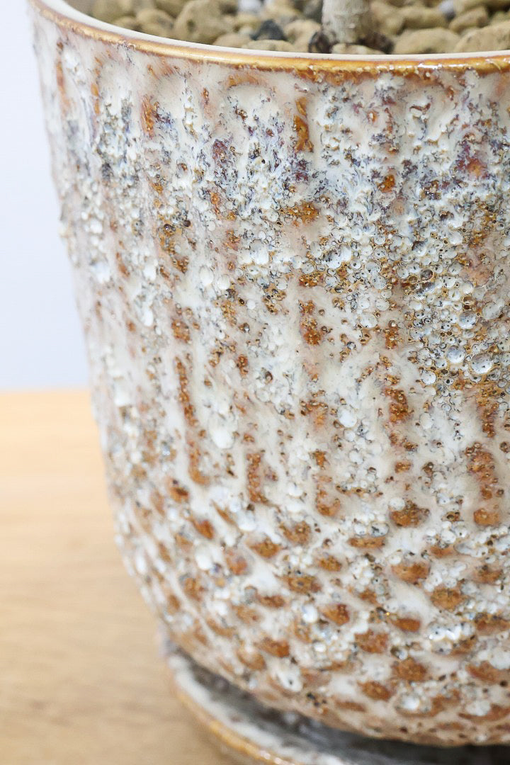 【ベンジャミン シタシオン】APEGOの推しPOT♪かわいいミニサイズなのに幹はしっかりとしています！爽やかな葉っぱが素敵♪