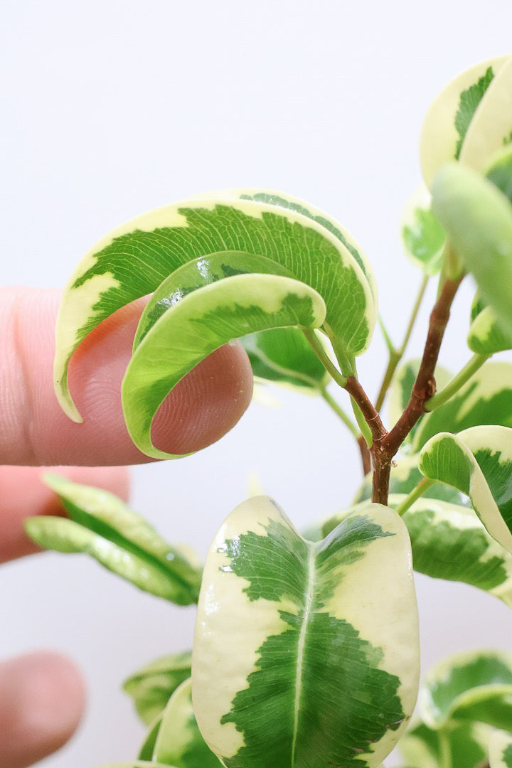 【ベンジャミン シタシオン】APEGOの推しPOT♪かわいいミニサイズなのに幹はしっかりとしています！爽やかな葉っぱが素敵♪