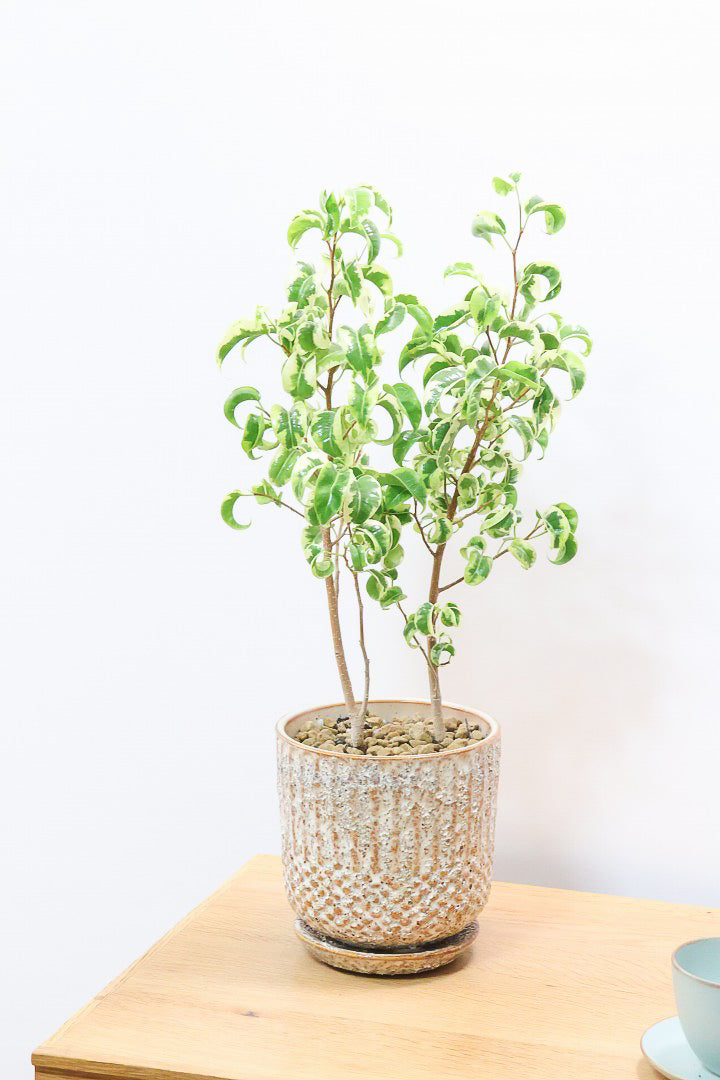 【ベンジャミン シタシオン】APEGOの推しPOT♪かわいいミニサイズなのに幹はしっかりとしています！爽やかな葉っぱが素敵♪