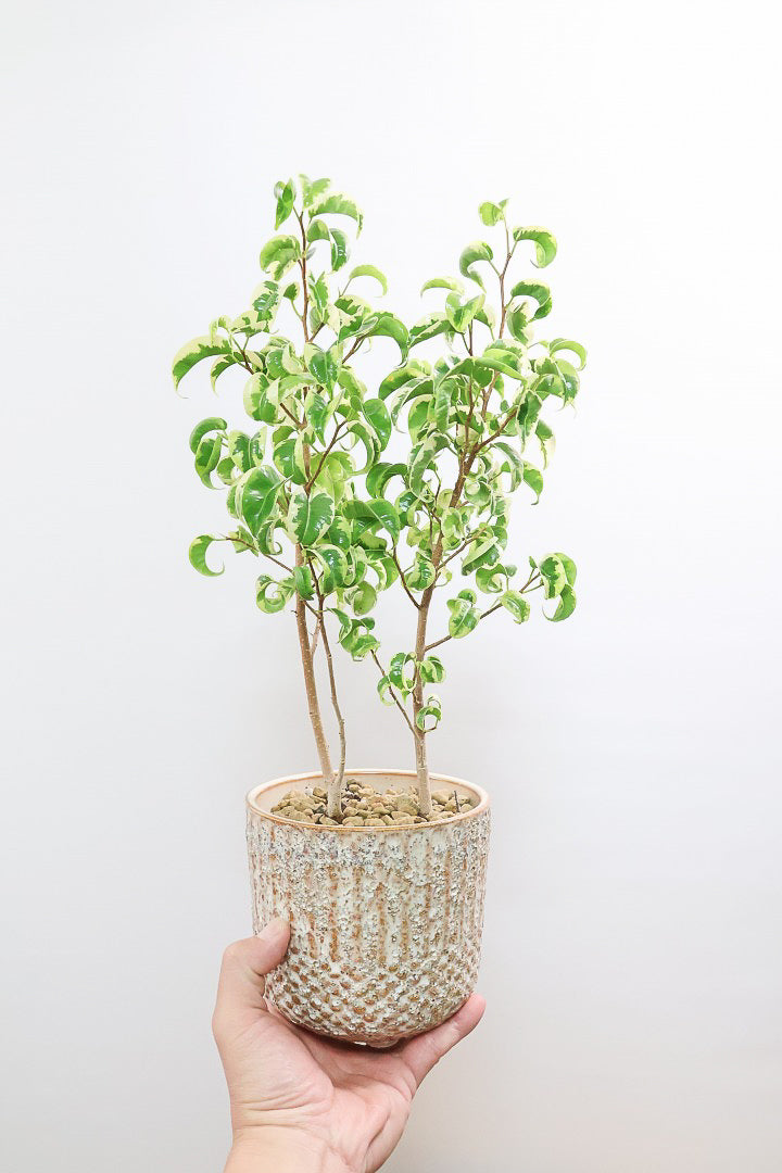 【ベンジャミン シタシオン】APEGOの推しPOT♪かわいいミニサイズなのに幹はしっかりとしています！爽やかな葉っぱが素敵♪