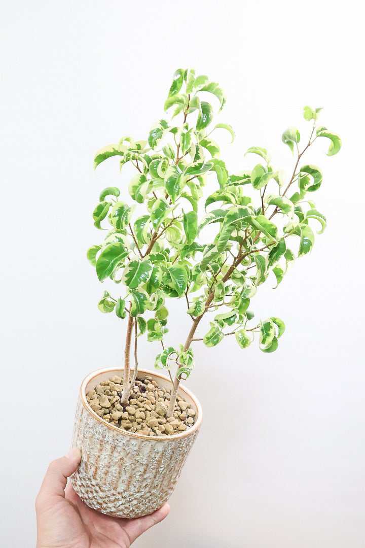 【ベンジャミン シタシオン】APEGOの推しPOT♪かわいいミニサイズなのに幹はしっかりとしています！爽やかな葉っぱが素敵♪