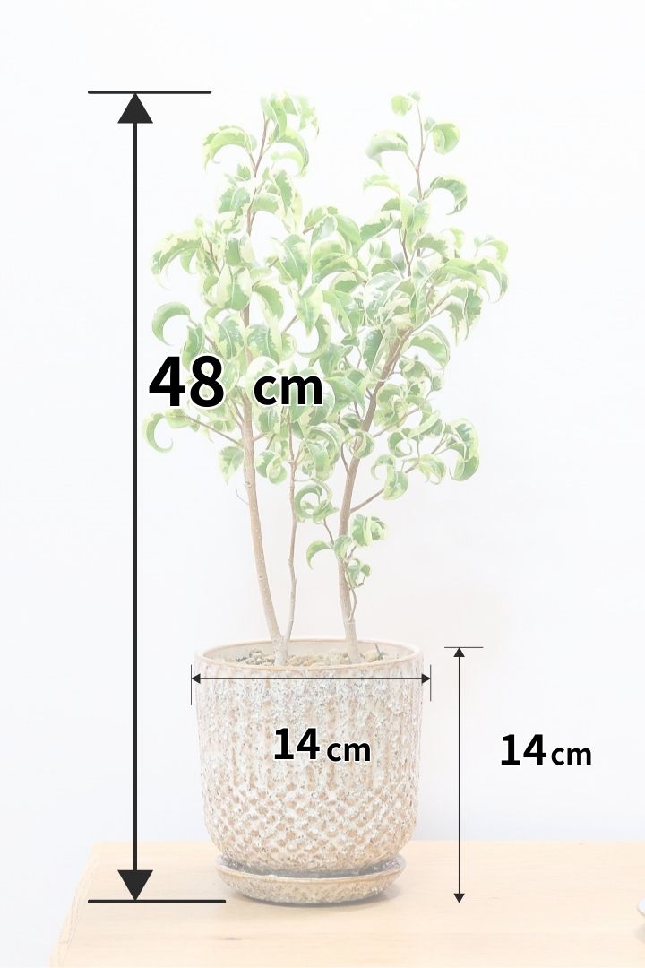 【ベンジャミン シタシオン】APEGOの推しPOT♪かわいいミニサイズなのに幹はしっかりとしています！爽やかな葉っぱが素敵♪