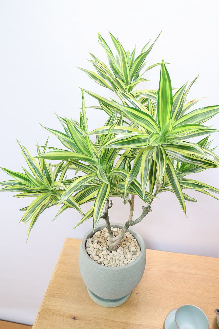 【ドラセナ サイアム】最後の１鉢！希少種！葉色のコントラストが素晴らしい品種です！めったに入荷しませんので是非ともご検討ください！