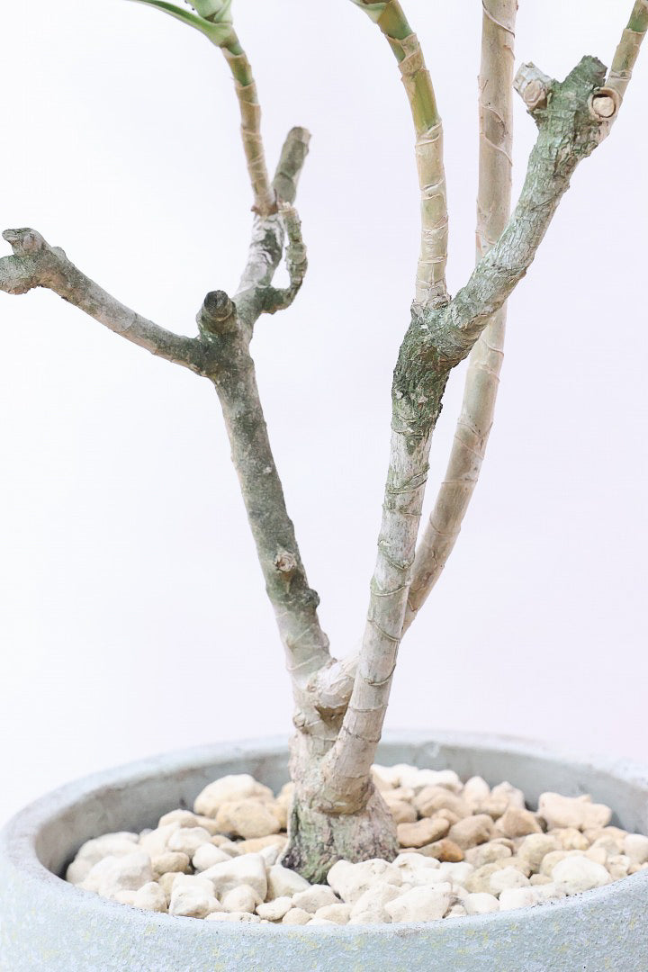 【ドラセナ サイアム】最後の１鉢！希少種！葉色のコントラストが素晴らしい品種です！めったに入荷しませんので是非ともご検討ください！