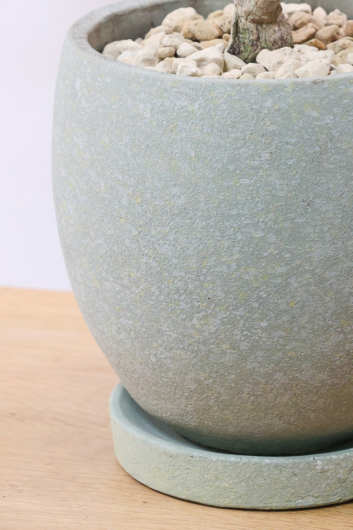 【ドラセナ サイアム】最後の１鉢！希少種！葉色のコントラストが素晴らしい品種です！めったに入荷しませんので是非ともご検討ください！