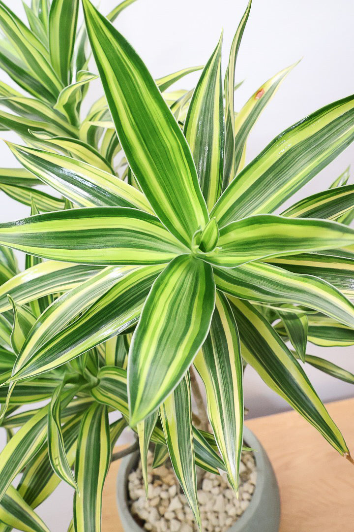 【ドラセナ サイアム】最後の１鉢！希少種！葉色のコントラストが素晴らしい品種です！めったに入荷しませんので是非ともご検討ください！