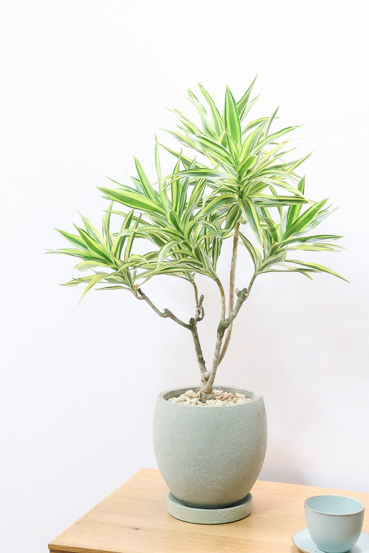 【超希少】 ドラセナオンベット コレクション苗 超希少】 ドラセナオンベット コレクション苗