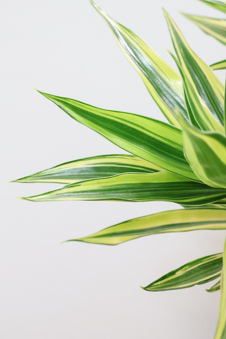 【ドラセナ サイアム】最後の１鉢！希少種！葉色のコントラストが素晴らしい品種です！めったに入荷しませんので是非ともご検討ください！