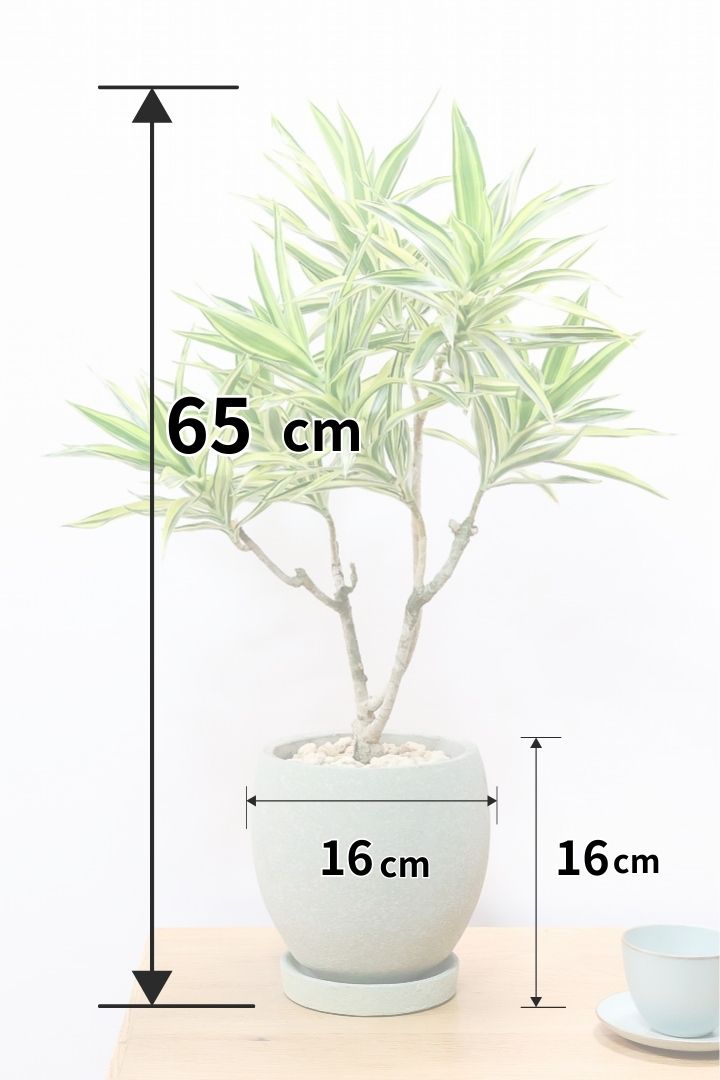 【ドラセナ サイアム】最後の１鉢！希少種！葉色のコントラストが素晴らしい品種です！めったに入荷しませんので是非ともご検討ください！