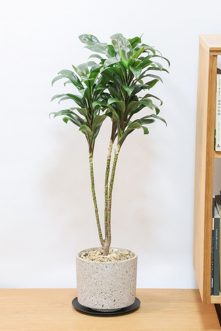 【コルジリネ フグリーンコンパクタ】今が一番美しい葉色！長い時間をかけて作られた素晴らしい逸品です！