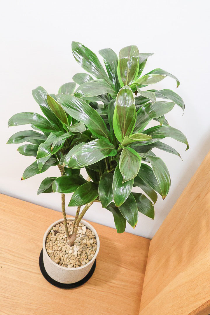 【コルジリネ フグリーンコンパクタ】今が一番美しい葉色！長い時間をかけて作られた素晴らしい逸品です！