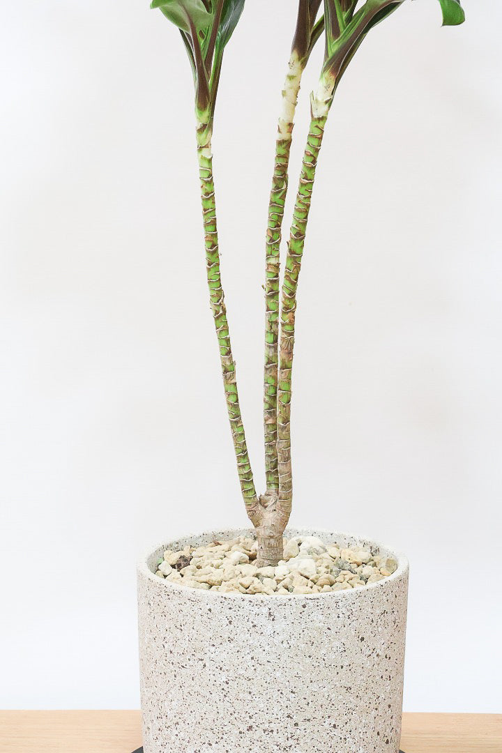 【コルジリネ フグリーンコンパクタ】今が一番美しい葉色！長い時間をかけて作られた素晴らしい逸品です！