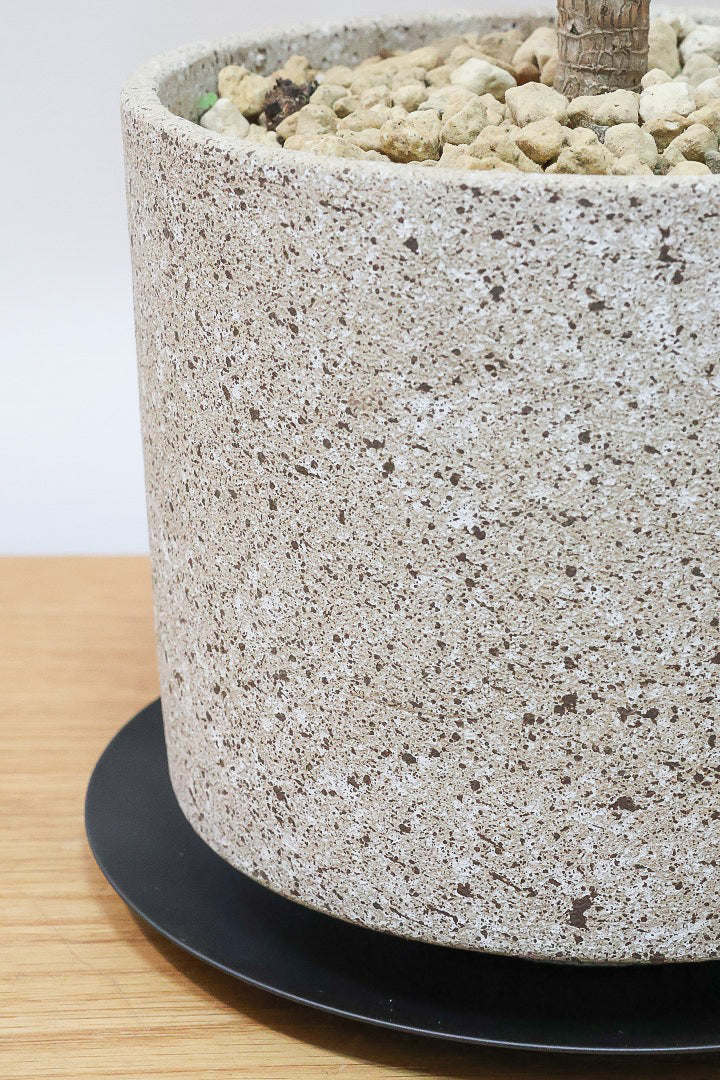 【コルジリネ フグリーンコンパクタ】今が一番美しい葉色！長い時間をかけて作られた素晴らしい逸品です！