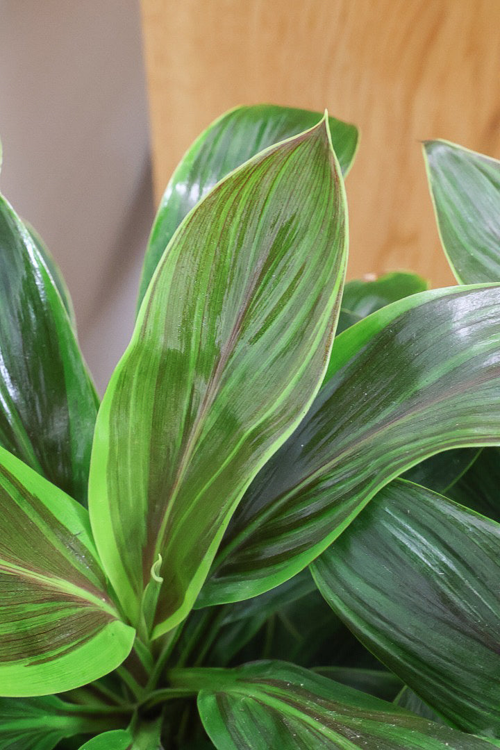 【コルジリネ フグリーンコンパクタ】今が一番美しい葉色！長い時間をかけて作られた素晴らしい逸品です！