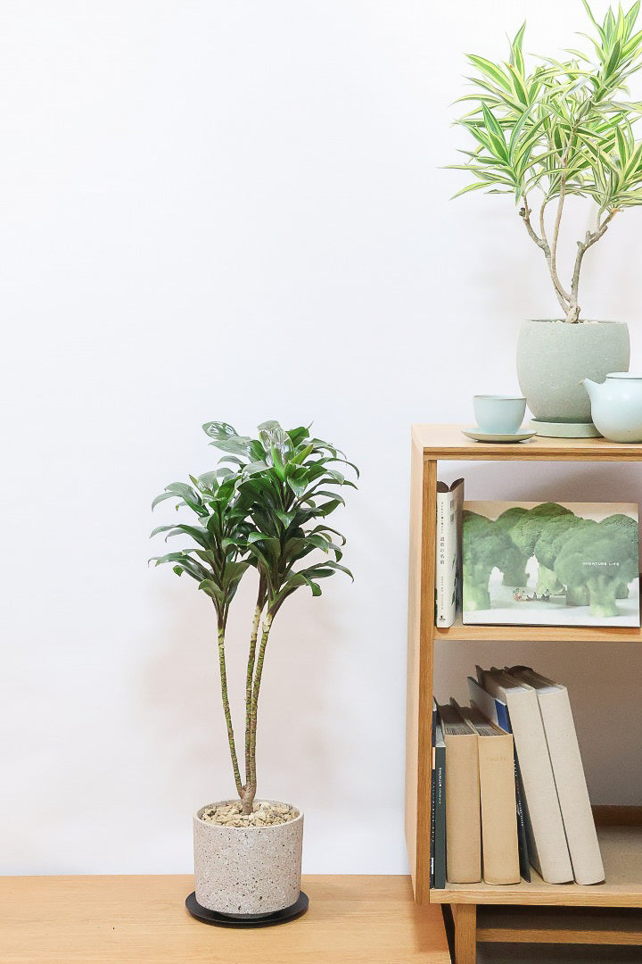 【コルジリネ フグリーンコンパクタ】今が一番美しい葉色！長い時間をかけて作られた素晴らしい逸品です！