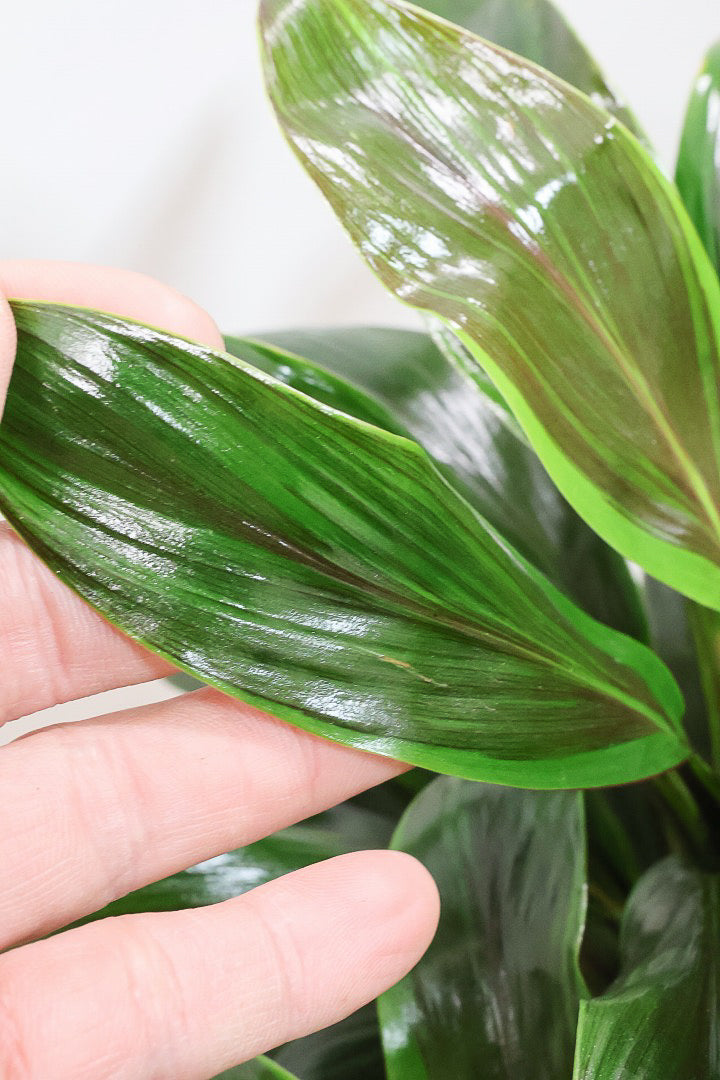 【コルジリネ フグリーンコンパクタ】今が一番美しい葉色！長い時間をかけて作られた素晴らしい逸品です！