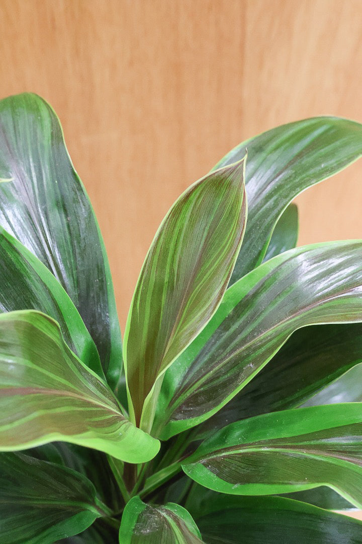 【コルジリネ フグリーンコンパクタ】今が一番美しい葉色！長い時間をかけて作られた素晴らしい逸品です！