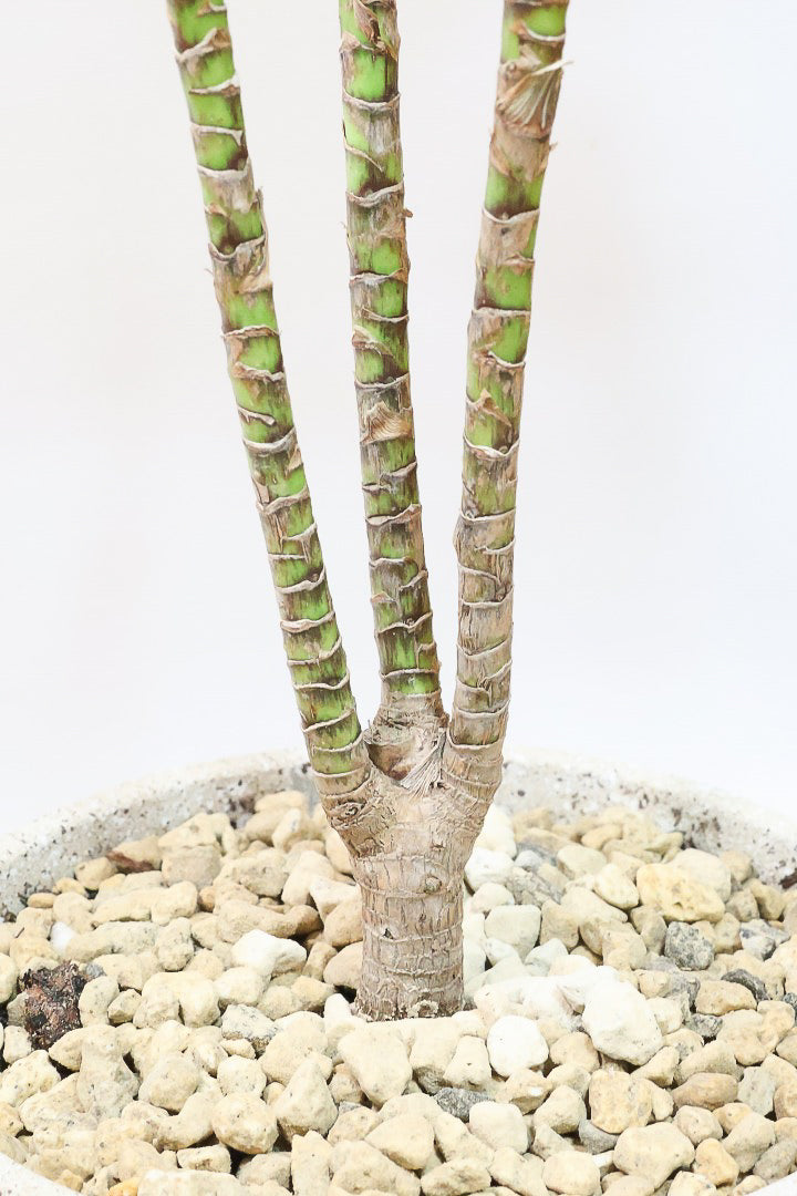 【コルジリネ フグリーンコンパクタ】今が一番美しい葉色！長い時間をかけて作られた素晴らしい逸品です！