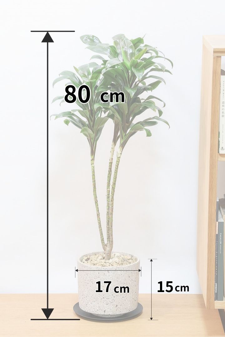 【コルジリネ フグリーンコンパクタ】今が一番美しい葉色！長い時間をかけて作られた素晴らしい逸品です！