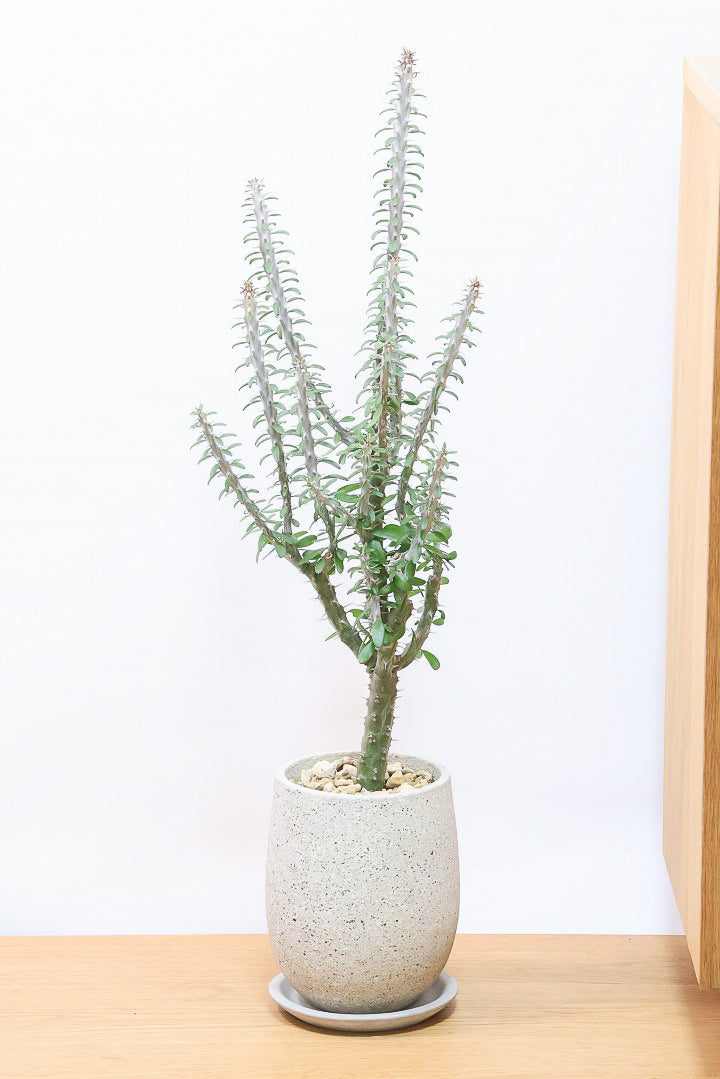 【アローディア】大き目サイズ！とてもワイルドで個性的な樹形です!水やりが少なくて良い観葉植物です！