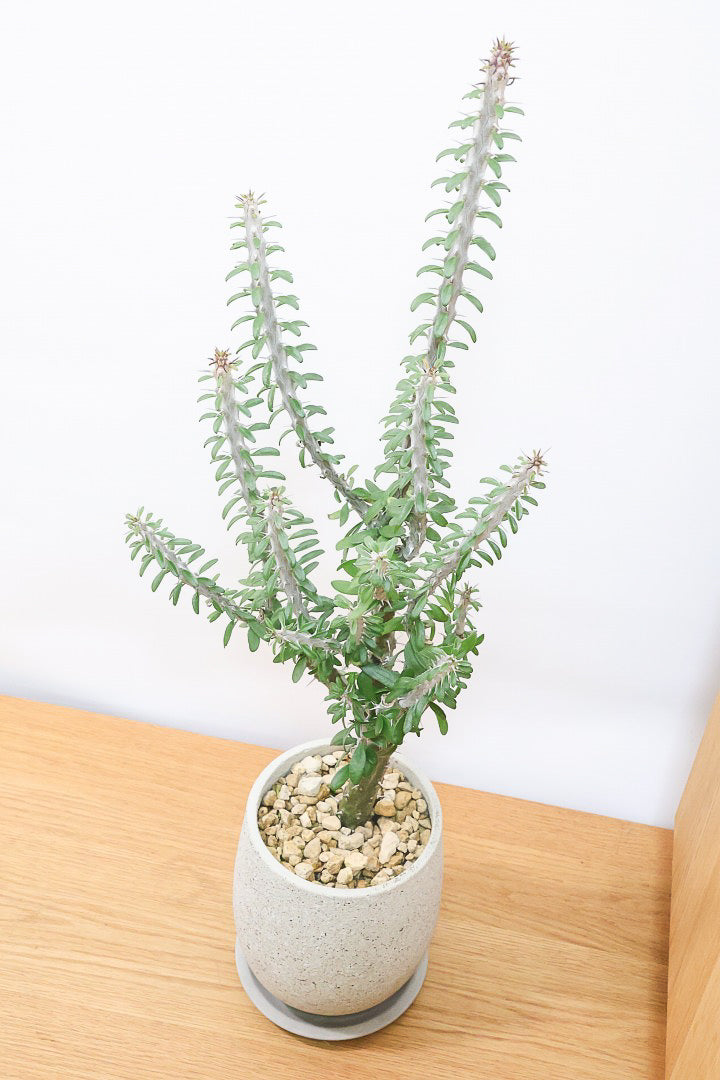 【アローディア】大き目サイズ！とてもワイルドで個性的な樹形です!水やりが少なくて良い観葉植物です！