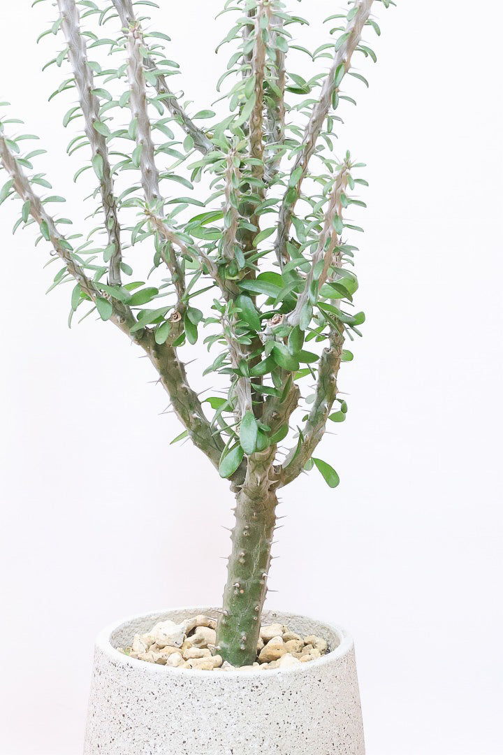 【アローディア】大き目サイズ！とてもワイルドで個性的な樹形です!水やりが少なくて良い観葉植物です！