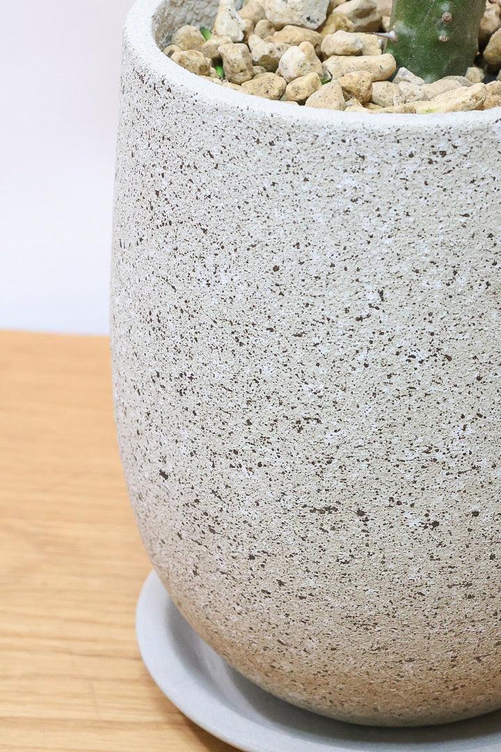 【アローディア】大き目サイズ！とてもワイルドで個性的な樹形です!水やりが少なくて良い観葉植物です！