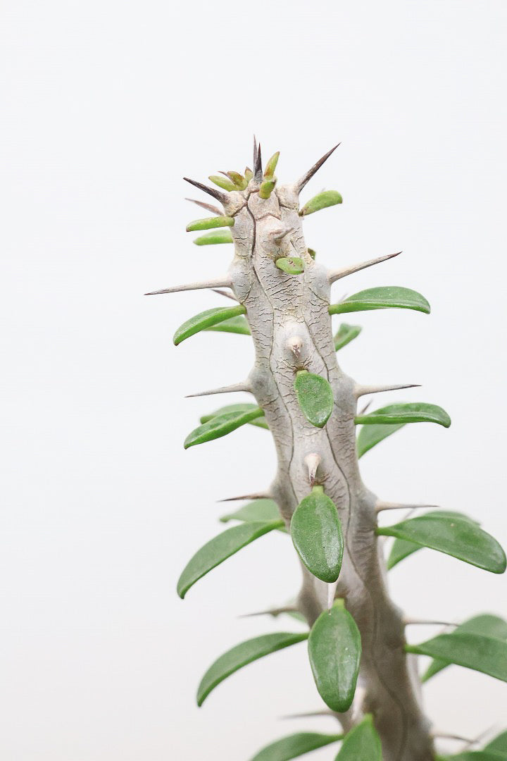 【アローディア】大き目サイズ！とてもワイルドで個性的な樹形です!水やりが少なくて良い観葉植物です！