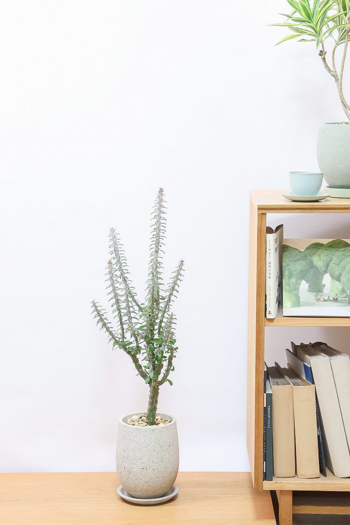 【アローディア】大き目サイズ！とてもワイルドで個性的な樹形です!水やりが少なくて良い観葉植物です！