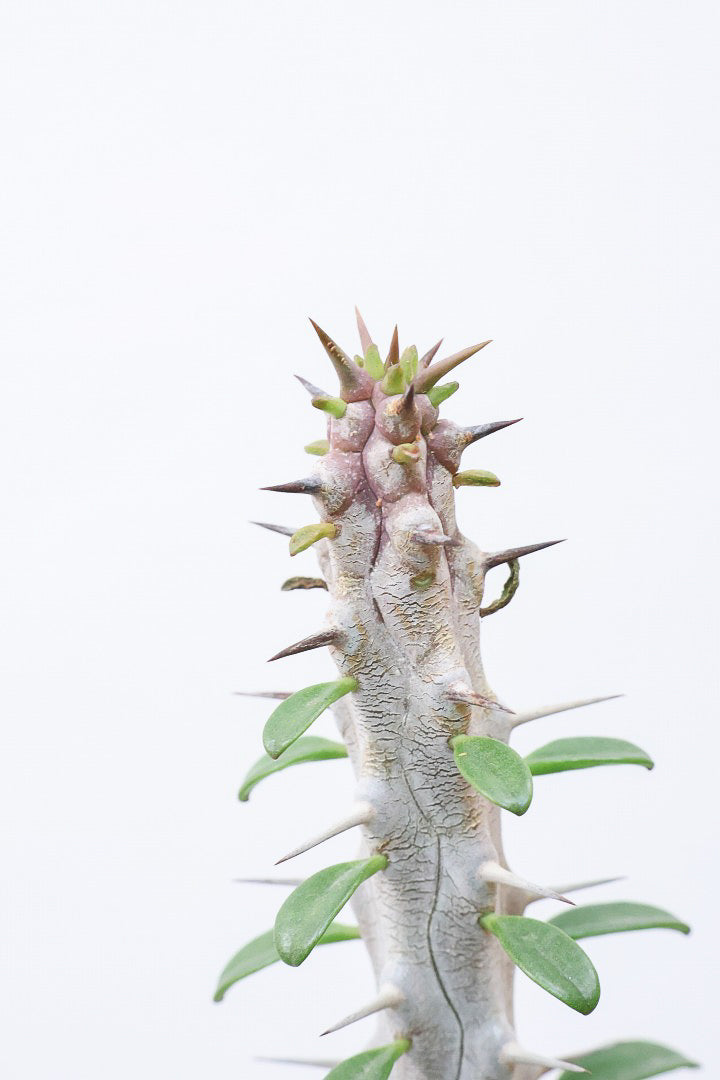 【アローディア】大き目サイズ！とてもワイルドで個性的な樹形です!水やりが少なくて良い観葉植物です！