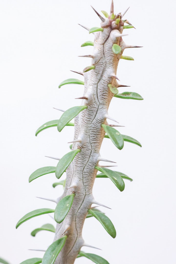 【アローディア】大き目サイズ！とてもワイルドで個性的な樹形です!水やりが少なくて良い観葉植物です！