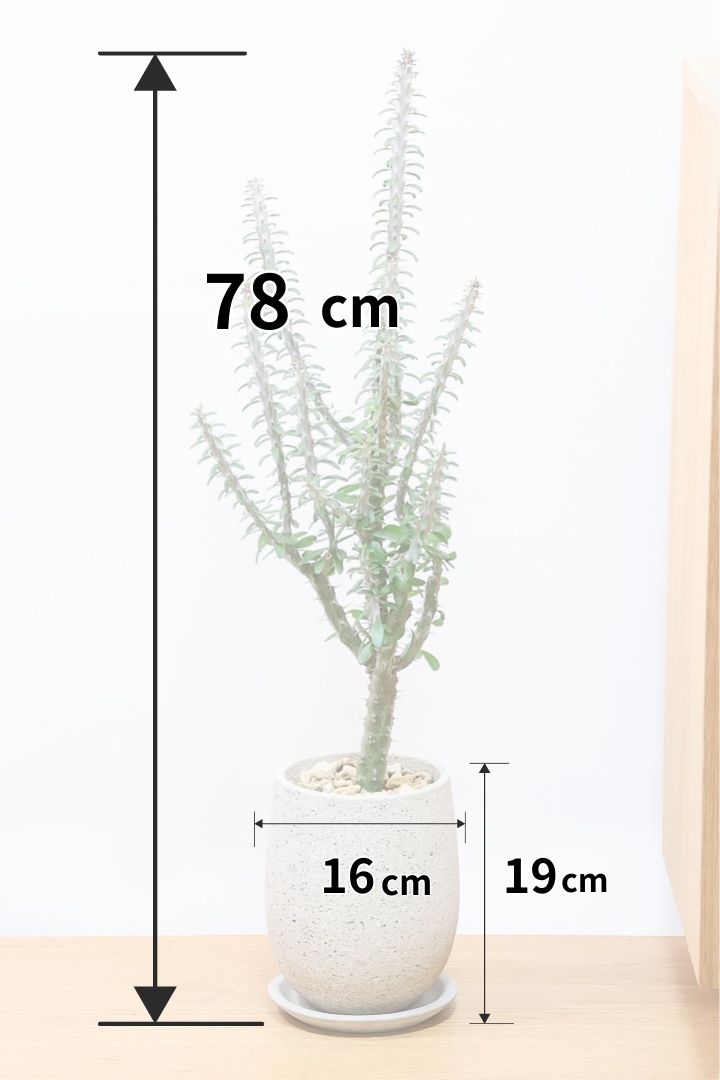 【アローディア】大き目サイズ！とてもワイルドで個性的な樹形です!水やりが少なくて良い観葉植物です！