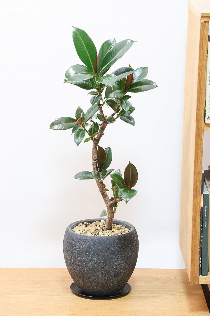 【フィカス・メラニー】ブラックに近い濃いグリーンの葉がシブイ！ゴムの木の中でも育てやすい人気種です！