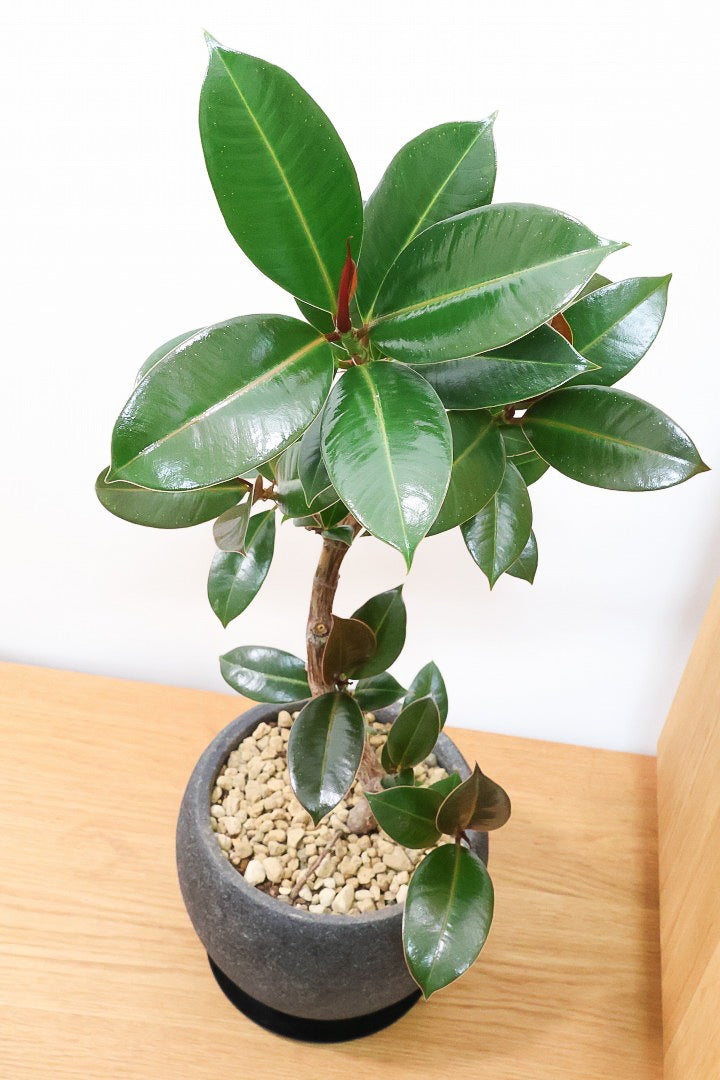 【フィカス・メラニー】ブラックに近い濃いグリーンの葉がシブイ！ゴムの木の中でも育てやすい人気種です！