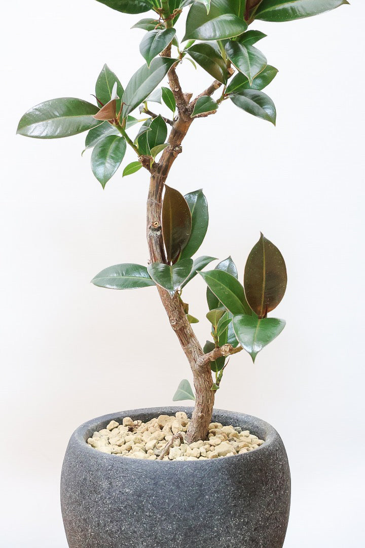 【フィカス・メラニー】ブラックに近い濃いグリーンの葉がシブイ！ゴムの木の中でも育てやすい人気種です！