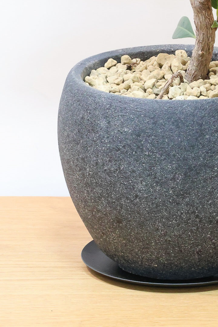 【フィカス・メラニー】ブラックに近い濃いグリーンの葉がシブイ！ゴムの木の中でも育てやすい人気種です！