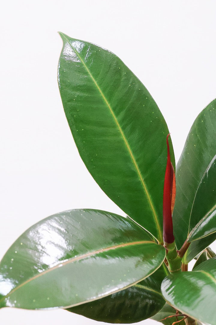 【フィカス・メラニー】ブラックに近い濃いグリーンの葉がシブイ！ゴムの木の中でも育てやすい人気種です！