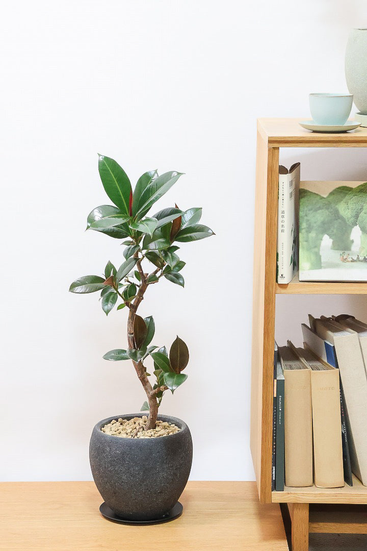 【フィカス・メラニー】ブラックに近い濃いグリーンの葉がシブイ！ゴムの木の中でも育てやすい人気種です！