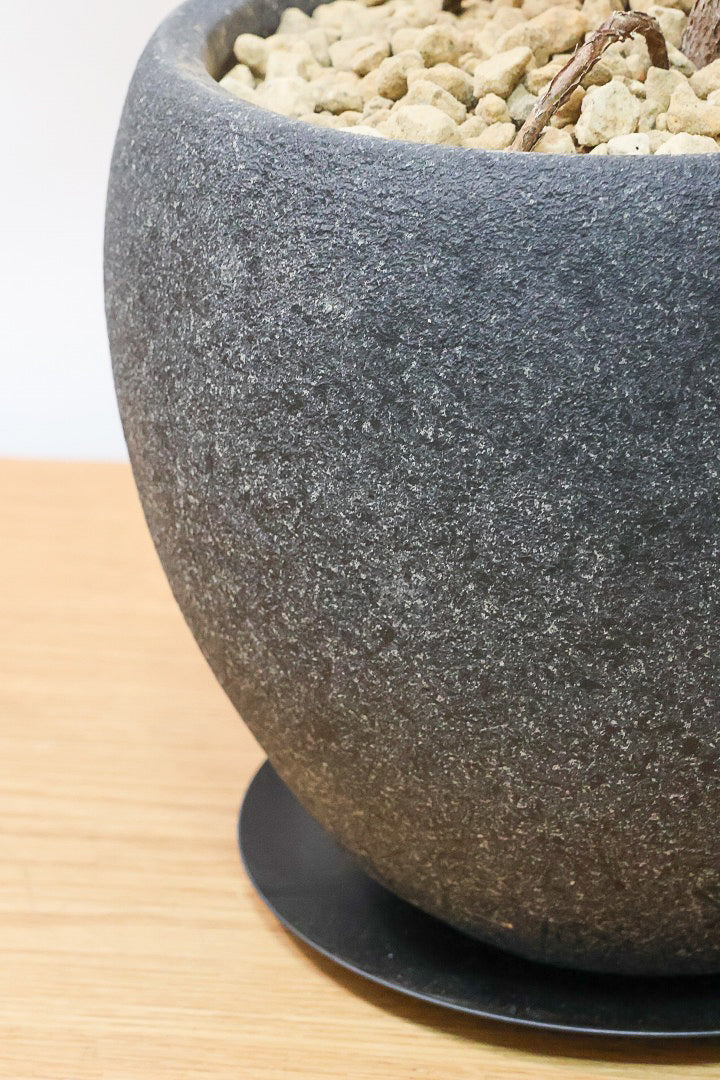 【フィカス・メラニー】ブラックに近い濃いグリーンの葉がシブイ！ゴムの木の中でも育てやすい人気種です！