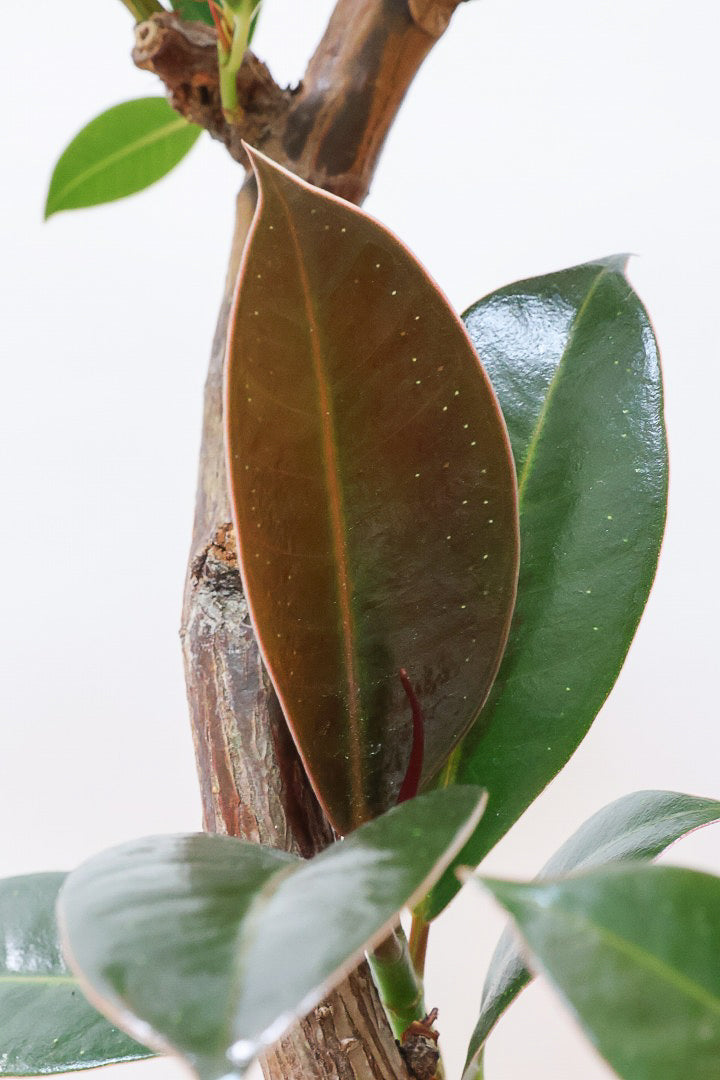 【フィカス・メラニー】ブラックに近い濃いグリーンの葉がシブイ！ゴムの木の中でも育てやすい人気種です！