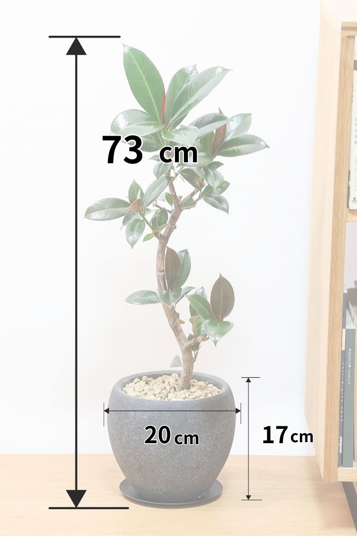 【フィカス・メラニー】ブラックに近い濃いグリーンの葉がシブイ！ゴムの木の中でも育てやすい人気種です！