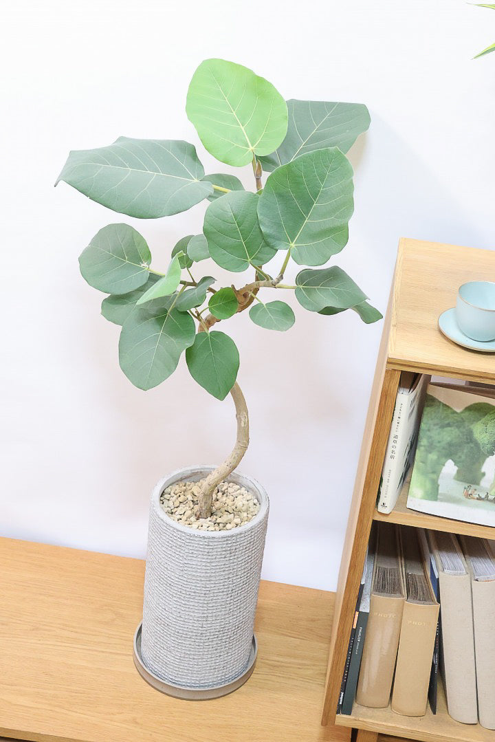 フィカス エベレストIV60961| 観葉植物の通信販売 | APEGO(アペーゴ)