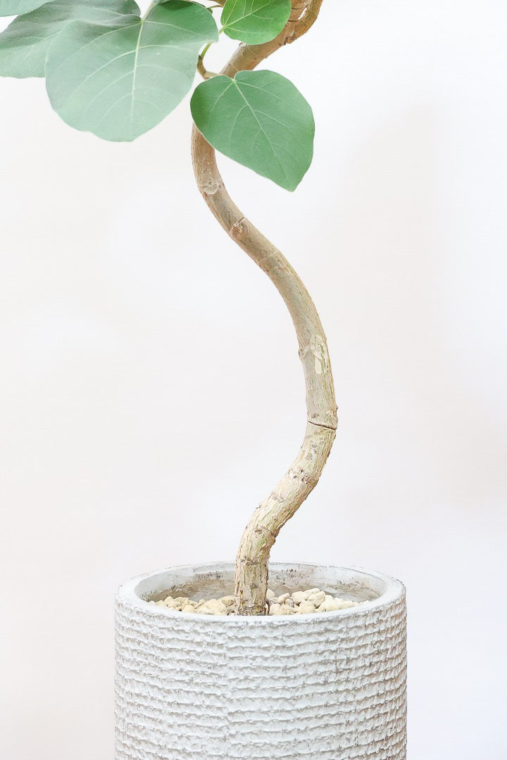 フィカス エベレストIV60961| 観葉植物の通信販売 | APEGO(アペーゴ)