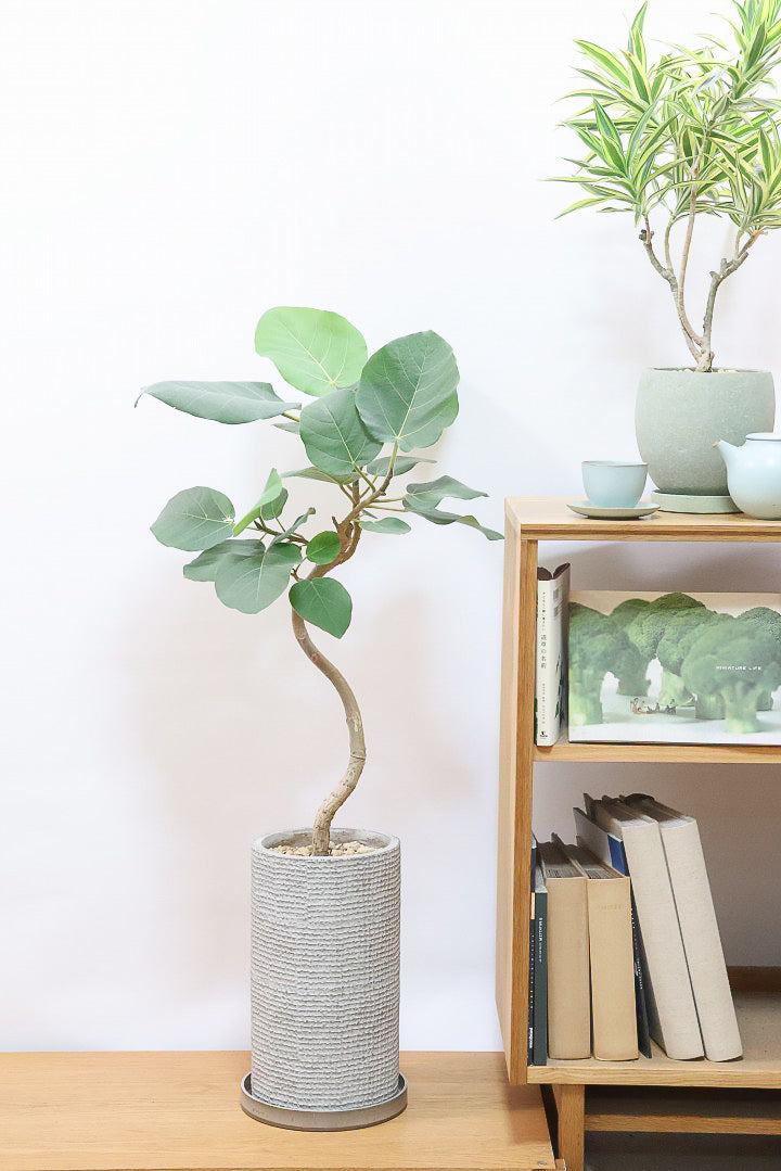 フィカス エベレストIV60961| 観葉植物の通信販売 | APEGO(アペーゴ)