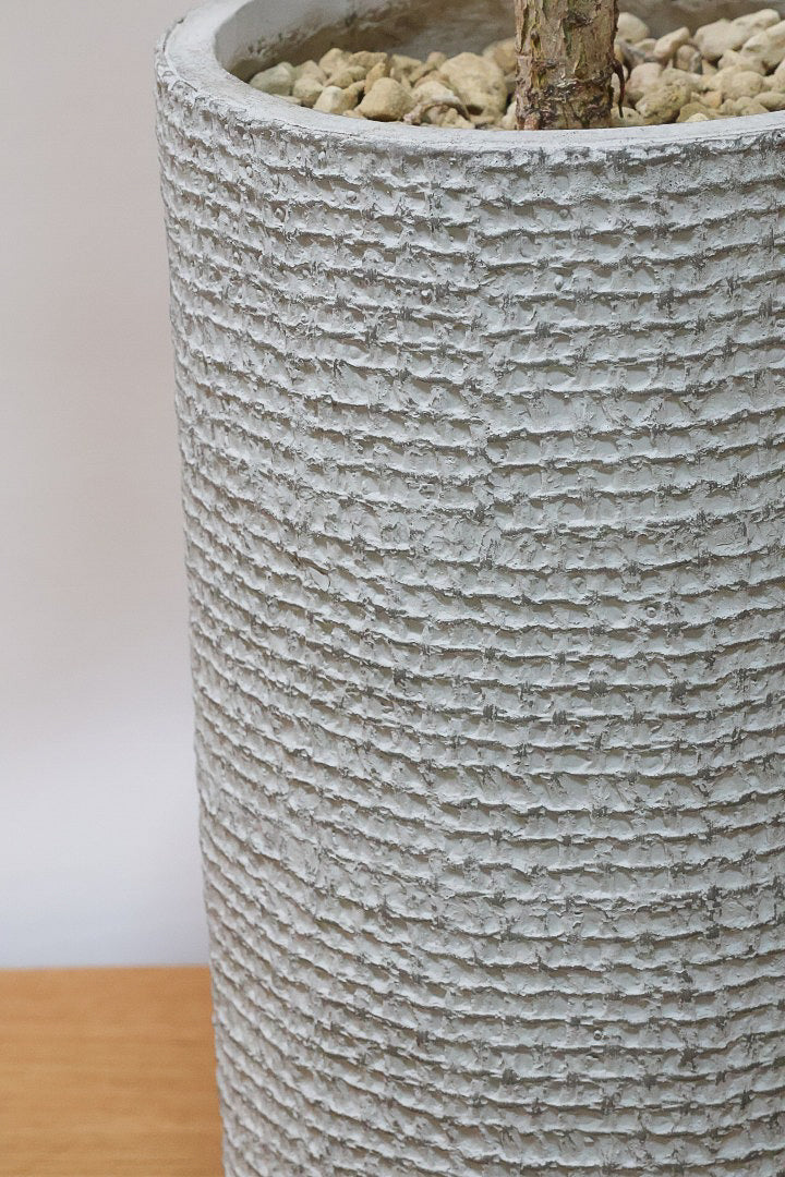 フィカス エベレストIV60961| 観葉植物の通信販売 | APEGO(アペーゴ)