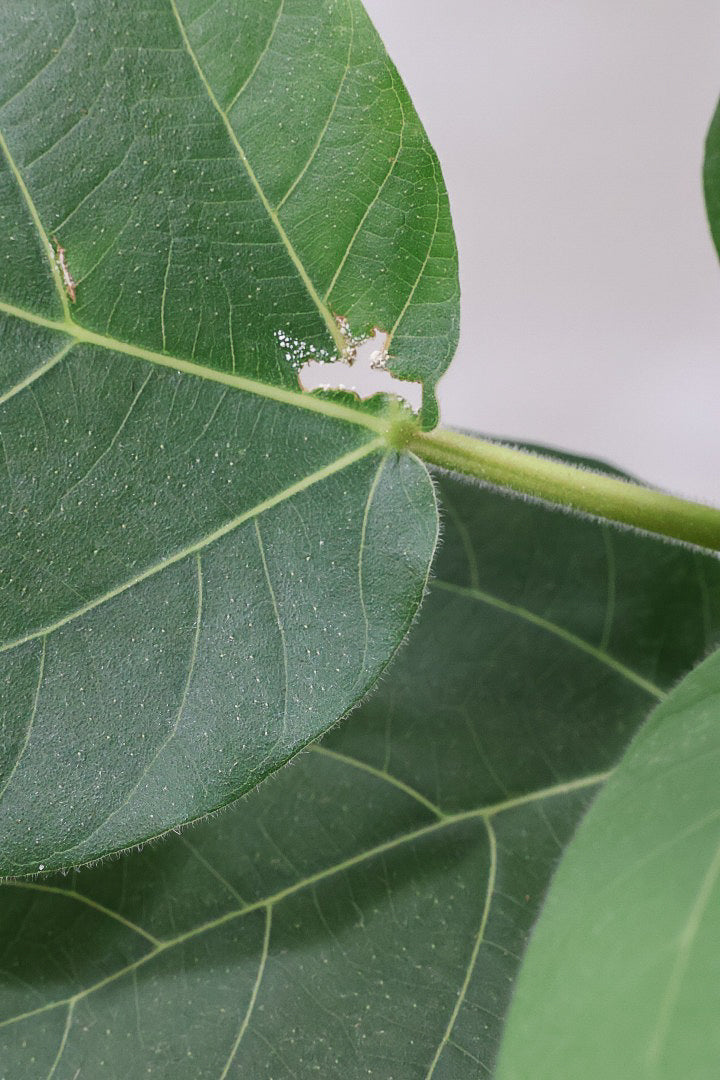 フィカス エベレストIV60961| 観葉植物の通信販売 | APEGO(アペーゴ)